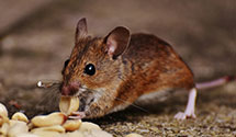 24 Hour & Emergency Exterminators in Mammoth Spg, AR